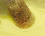 Ali-Oli II