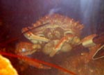 Centolla al horno