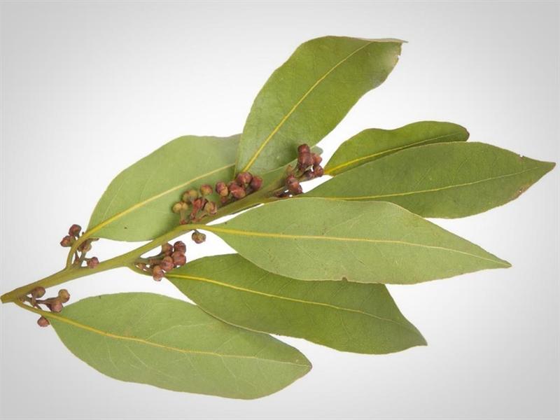 El laurel