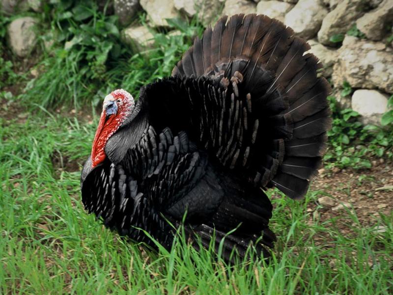 El pavo, el rey de las celebraciones