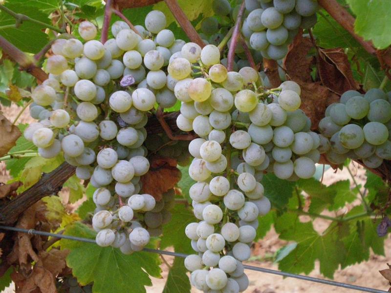 El verdejo,  perfecta compañía de los entrantes