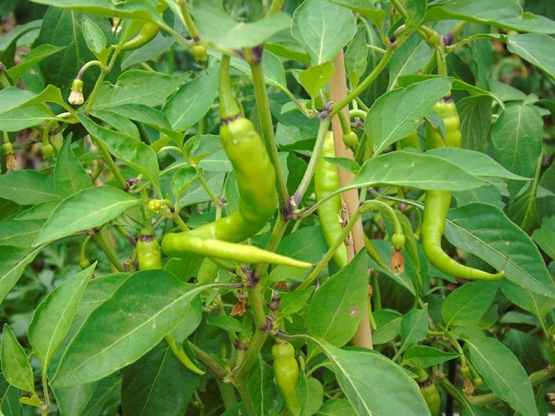La Guindilla