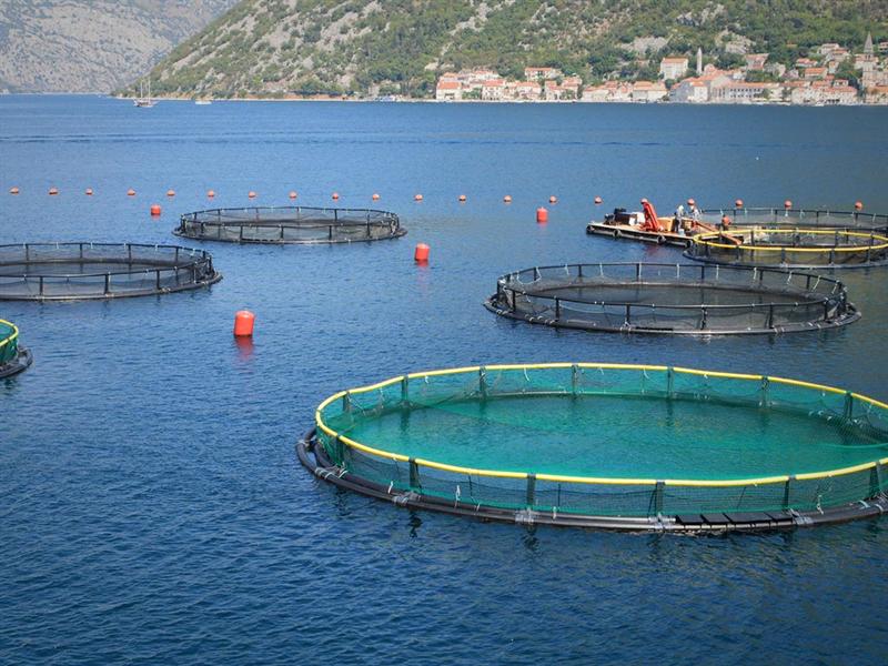 La acuicultura, el pescado más sano