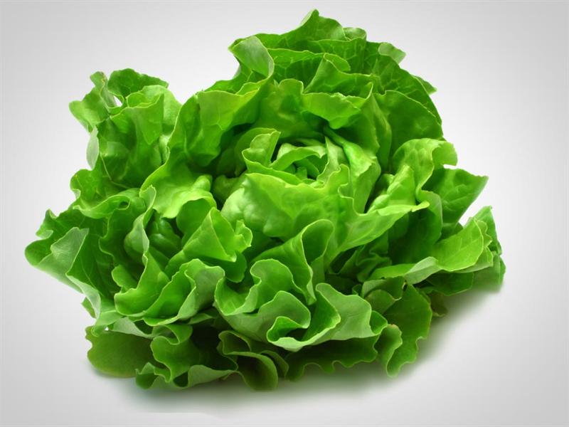 La lechuga