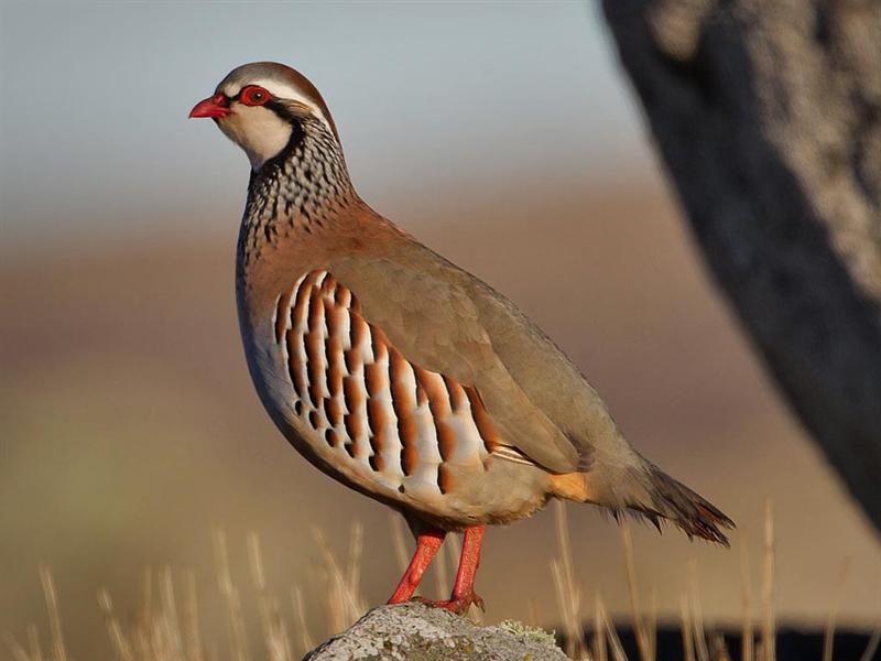 La sabrosa y manchega perdiz