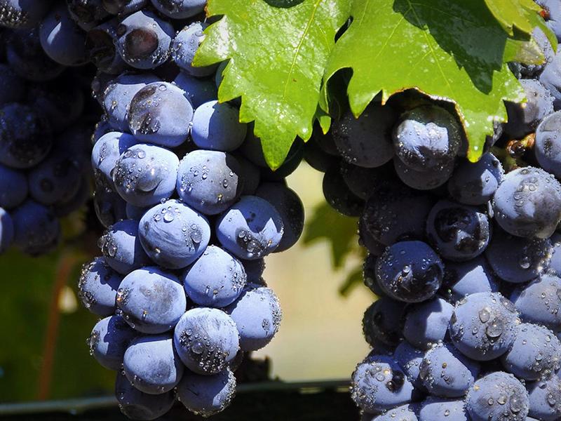 La versatilidad de la uva tempranillo