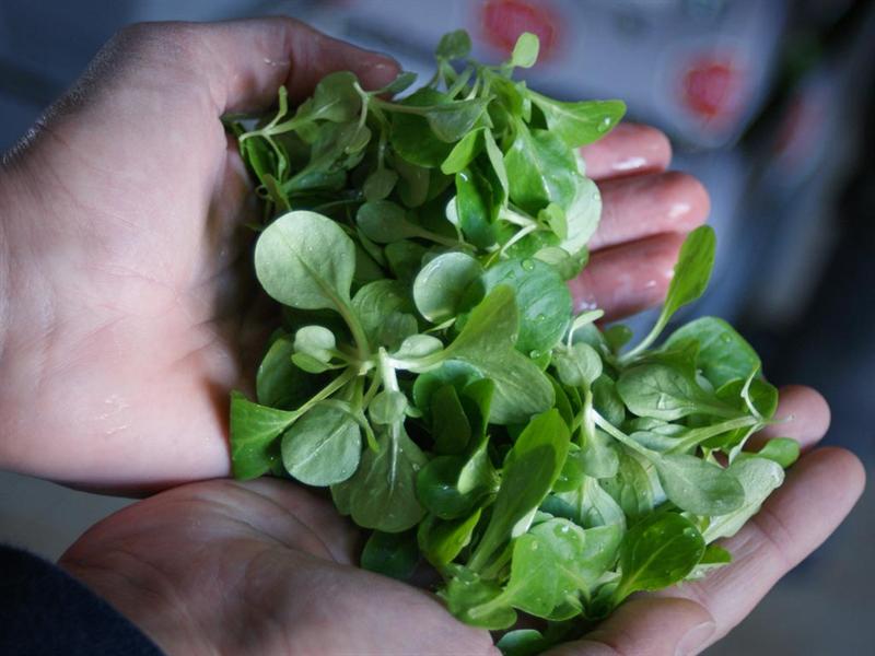 LAS ENSALADAS NO SERÁN LO MISMO CON EL CANÓNIGO