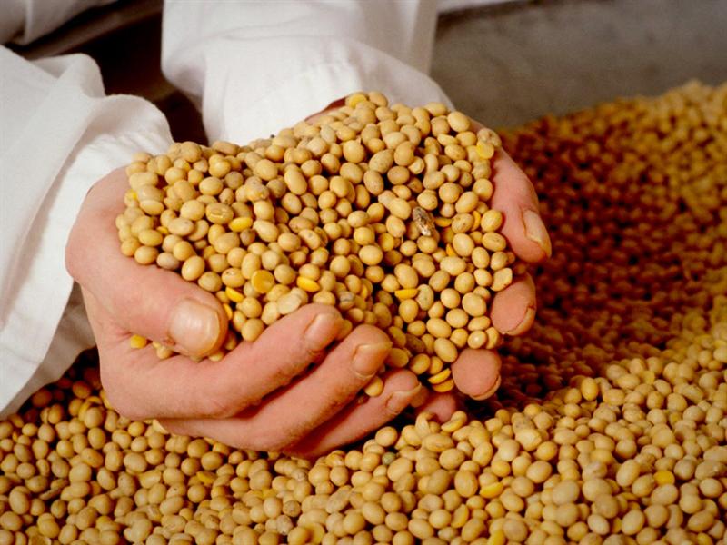 LAS VARIADAS Y RICAS POSIBILIDADES DE LA SOJA