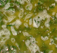 Salsa de perejil