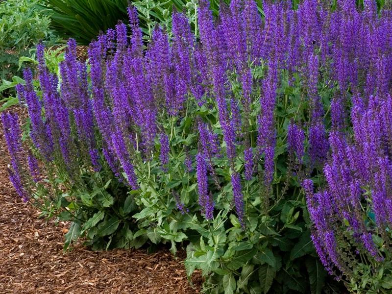 Salvia 