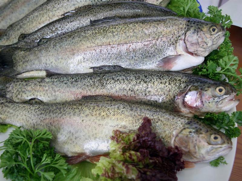 Trucha, recetas que combaten el colesterol