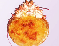 Txangurro (centollo)