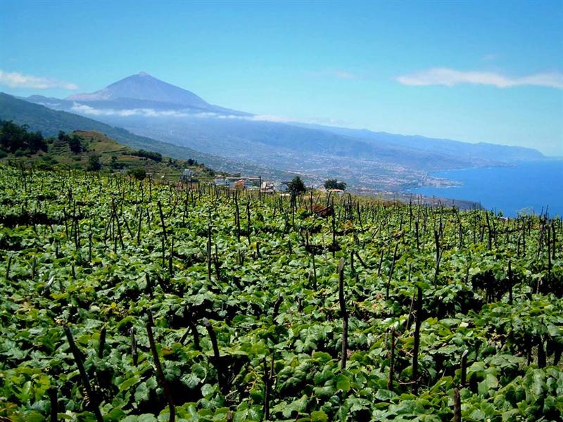 Vino D.O. Tacoronte Acentejo
